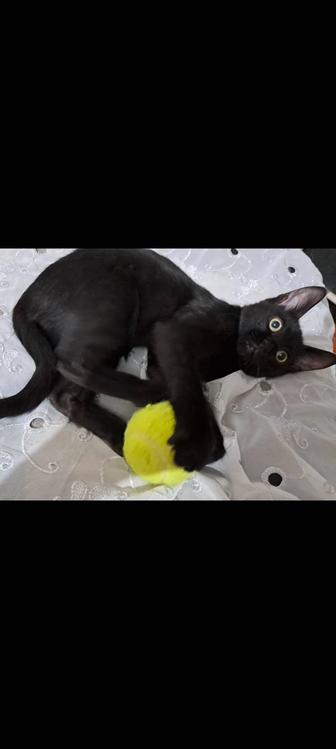 Отдам котят в хорошие руки, два мальчика и одна девочка.