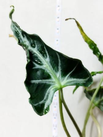 Продам клубни алоказии локо