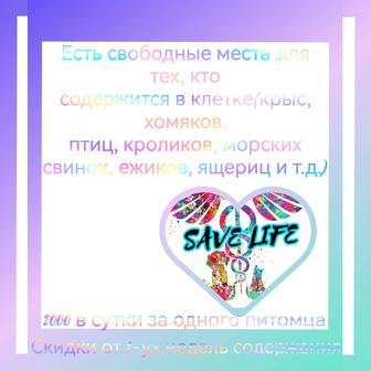 Домашняя передержка животных,зооняня,зоогостиница(птицы,кошки,собаки и т.д)