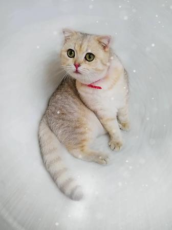 Домашняя передержка животных,зооняня,зоогостиница(птицы,кошки,собаки и т.д)