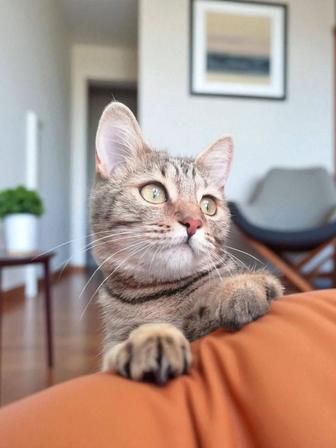 Домашняя передержка животных,зооняня,зоогостиница(птицы,кошки,собаки и т.д)