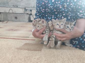 Бесплатно котята