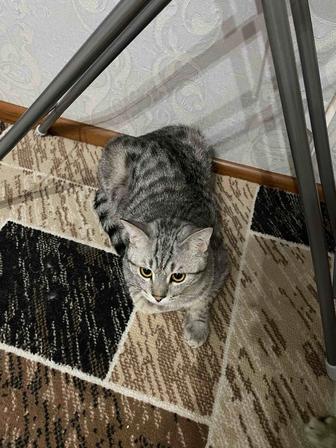 Отдам Британского кота в заботливые руки