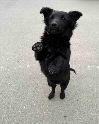 Щенок (девочка) ищет дом (бесплатно)