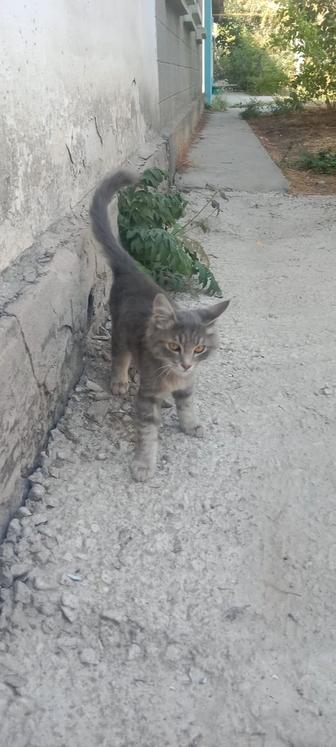 Отдам кота в хорошие руки