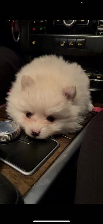 Немецкий шпиц