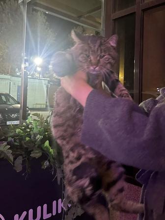 Найден кот Табби полосатый