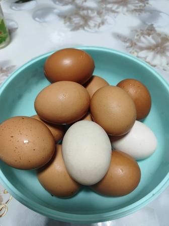 Свежие куриные яйца