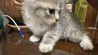 Отдам котят бесплатно