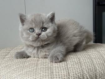 Британские котята