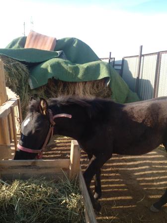 Продается жеребчик