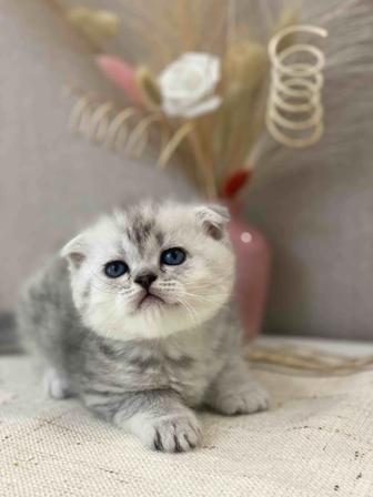 Клубный котик scottish fold