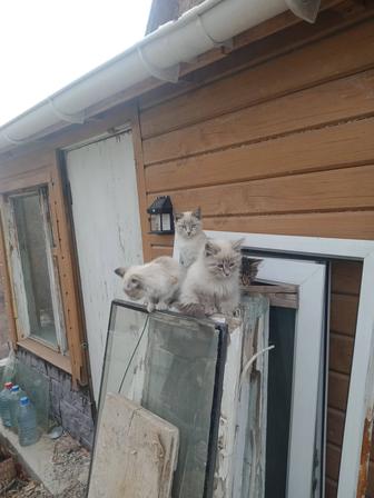 Котята от крысоловки