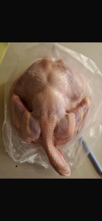 Бройлерная курица