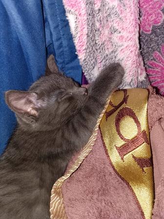 Подарю КОТЕНКА СЕРОГО ОКРАСА