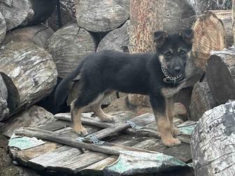 продается шенки немецкая овчарка