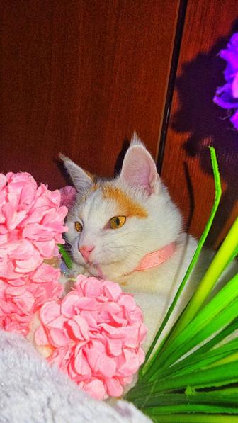 Снежана кошка в поисках дома