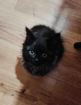 Ласковый Котенок