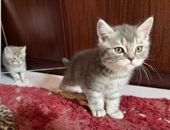 Шотландские котята