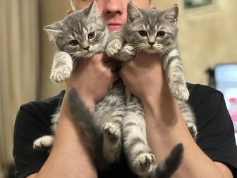 Шотландские котята