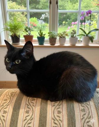 Кошка 1,5 года