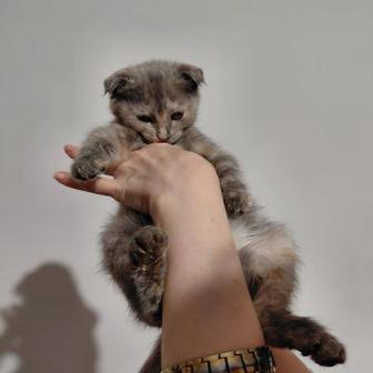 Котенок девочка