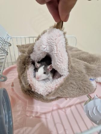 Крысы дамбо в ответственные руки