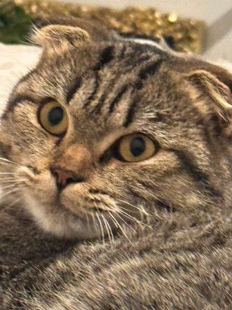 Нужен кот для вязки