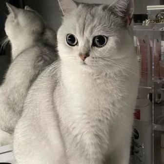 Отдам бесплатно кошка