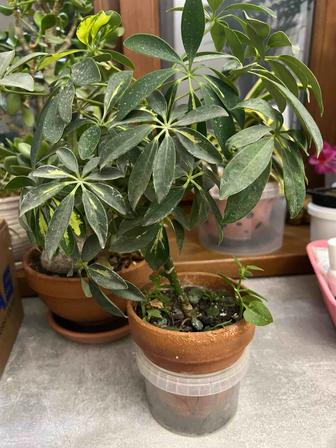 Продам растения