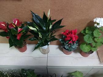 Цветущие комнатные растения