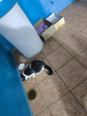 Кошка в добрые руки