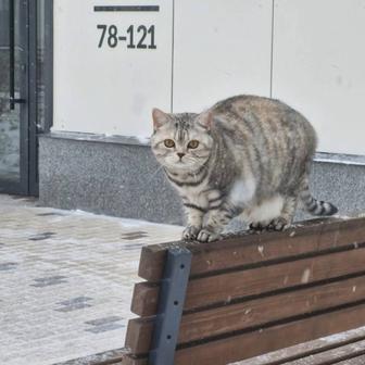 Отдам Кошку Британку Кэтти