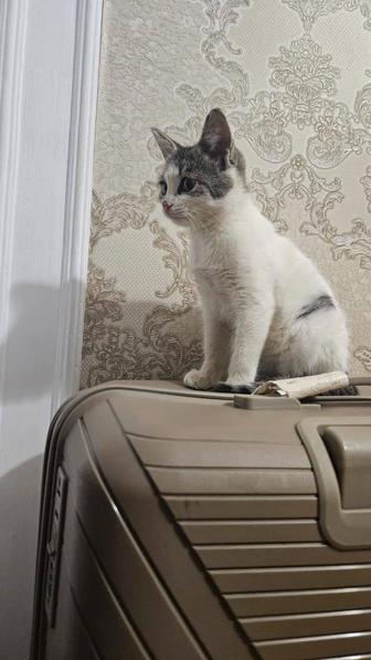 Котенок-девочка в добрые руки