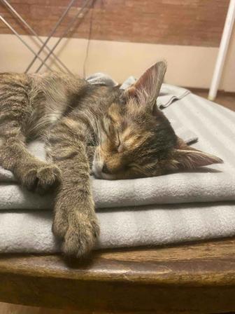 Отдам котенка девочку