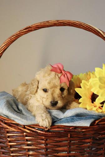 Мальтипу миники