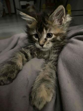 Девочка Мерри