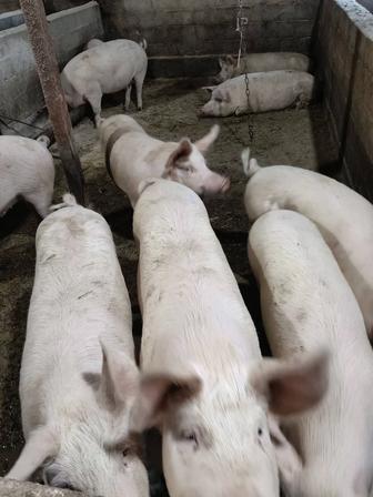 Продажа мяса