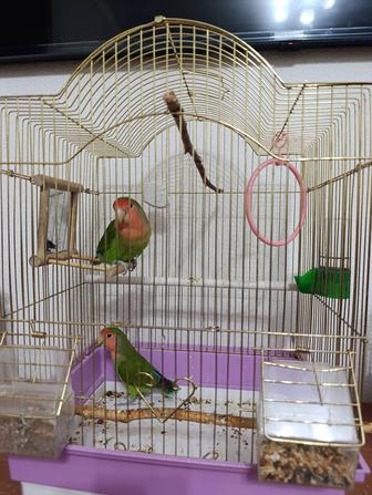 Попугаи неразлучники