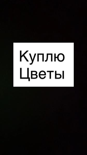 Алматы куплю цветы букеты