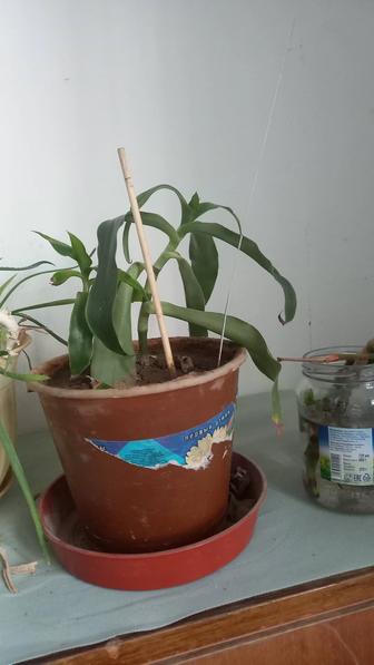 Золотой ус лечебный