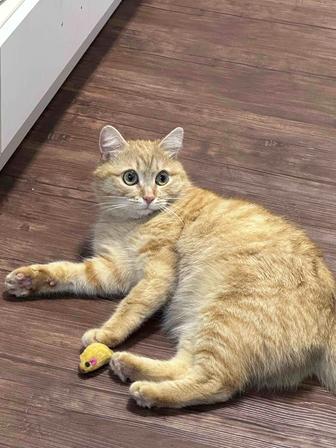 Кот в заботливые руки