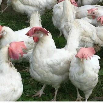 Куры несушки белые