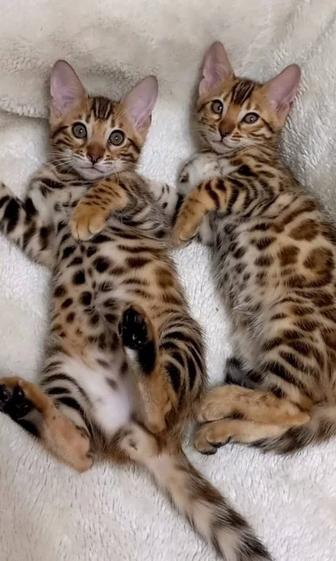 Шикарные котята бенгалов шоу класса