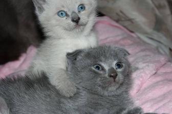 Отдам, 4 чудесных котят