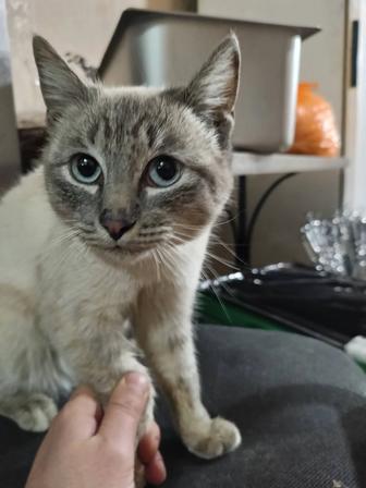 Продается котенок Сибирский