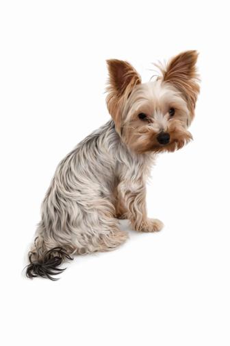 Продам йорка