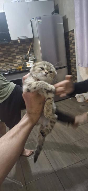 Шотландская вислоухая
