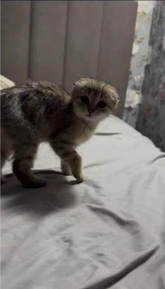 Шотландская вислоухая