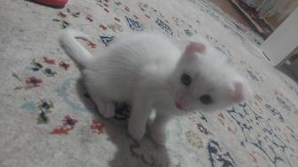 Отдам котенка в хорошие руки